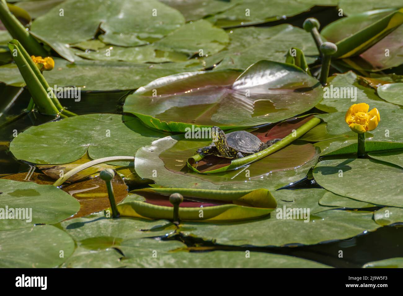A turtle on water lily leaves with yellow flowers in the Romanescu park