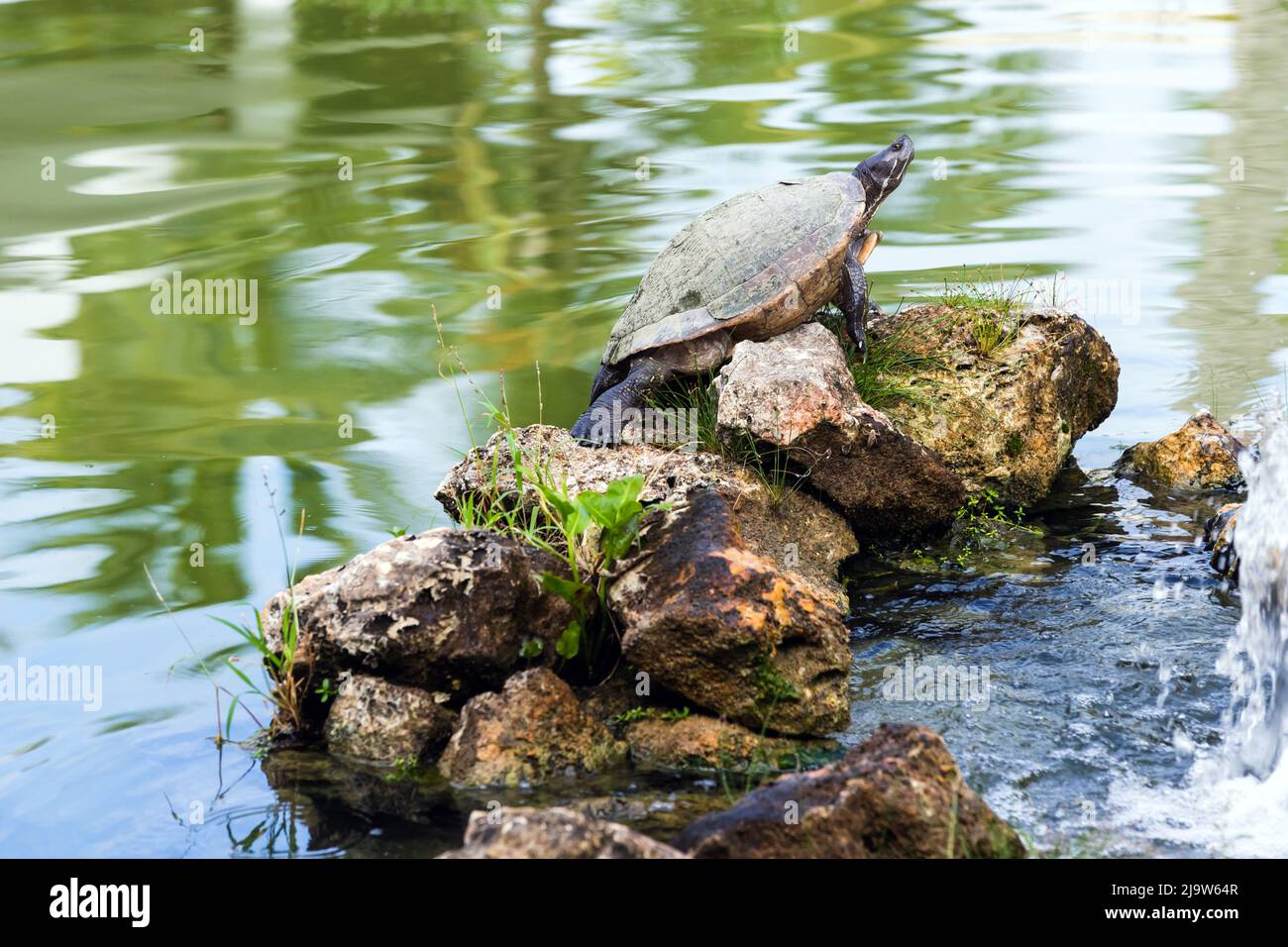 Turtle sits on a stone cairn in a lake. Dominican Republic, natural photo Stock Photo