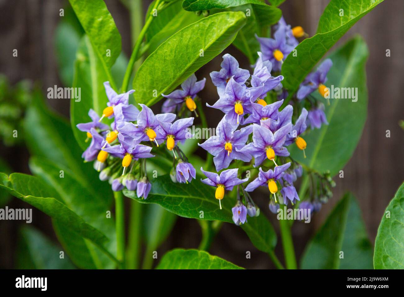 Solanum crispum 'Glasnevin', semi-evergreen climbing shrub with fragrant violet-blue flowers, uk garden Stock Photo