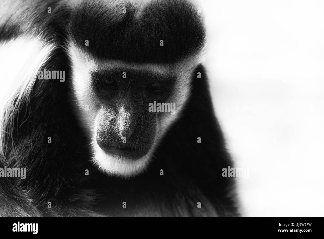Black and White Colobus Stock Photo Alamy