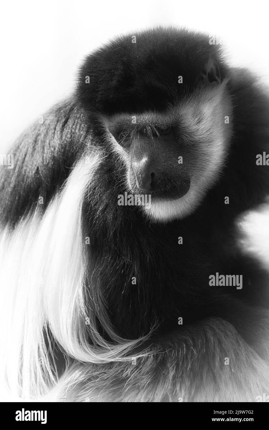 Black and White Colobus Stock Photo Alamy