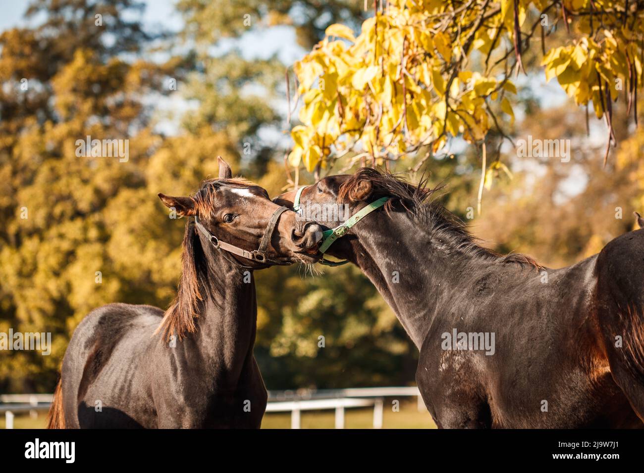 Two young horses fighting and bite each other. Foal on pasture. Animal