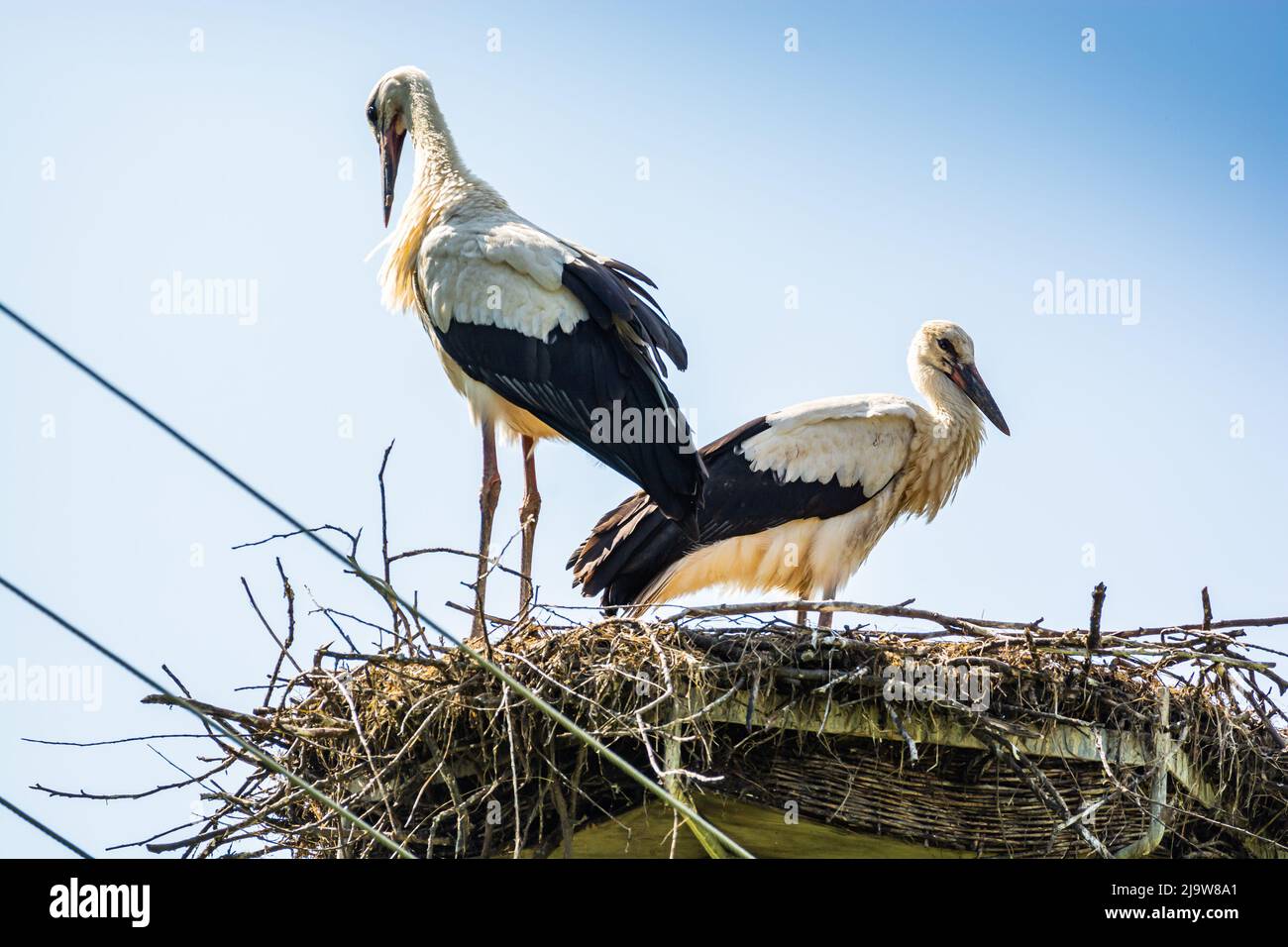 Bird nest with storks on power line in Summer Stock Photo