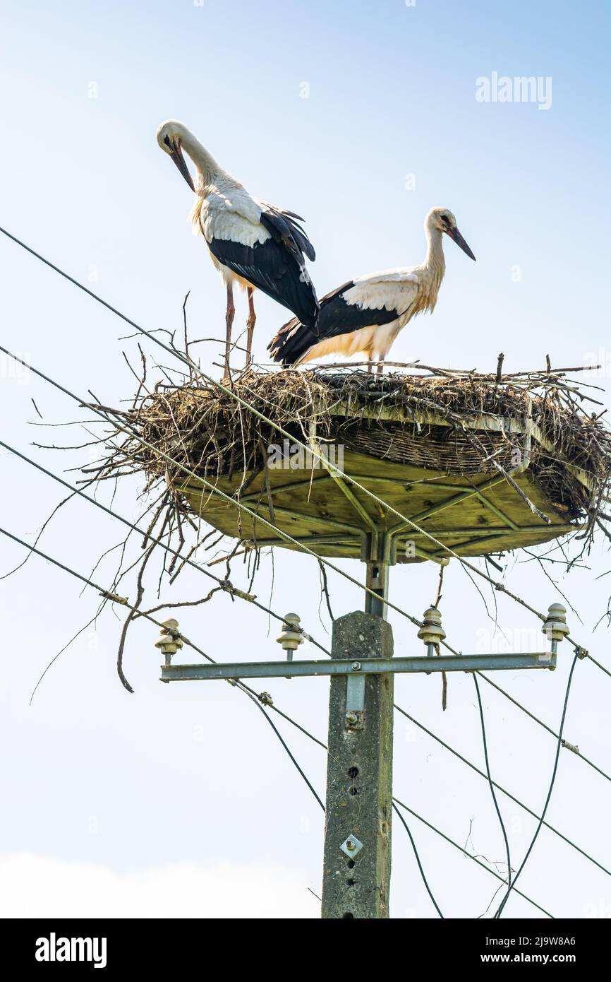 Bird nest with storks on power line in Summer Stock Photo