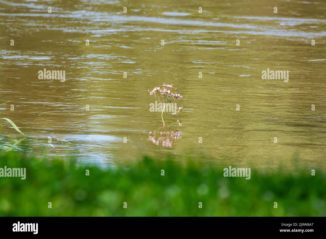 Brown water of poland river Vistula in Summer Stock Photo