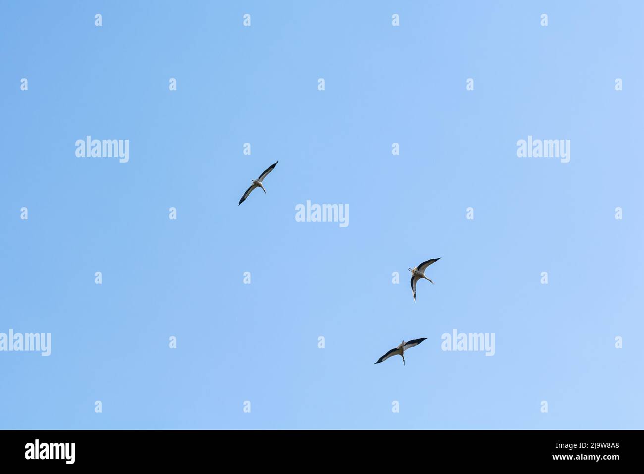 Flock of storks flying on the blue sky in Poland Stock Photo