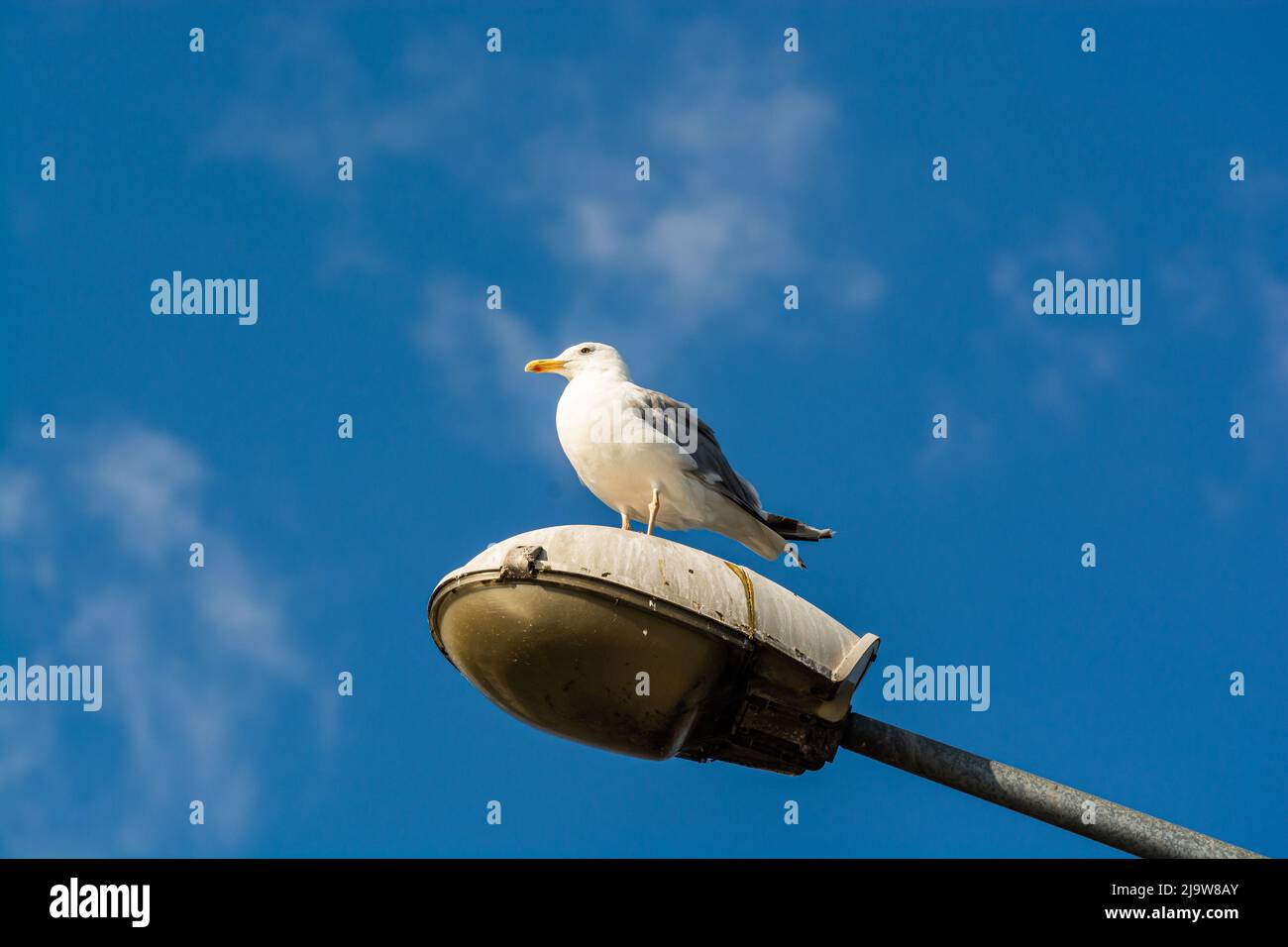 Gull sitting on the public light lamp with blue sky in background Stock Photo