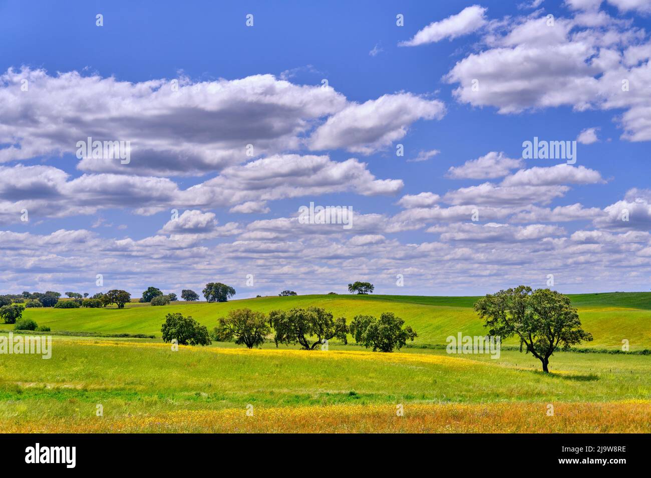 Cork oaks at Ourique, Alentejo. Portugal is the world's biggest producer of cork. Stock Photo