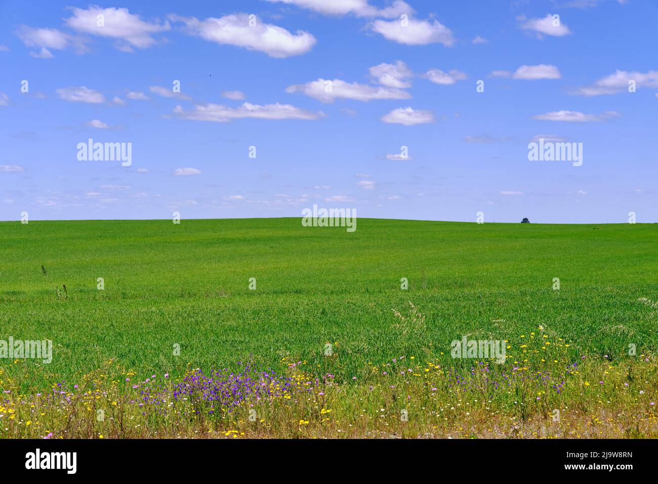 Wheat fields at Alvalade do Sado, Alentejo. Portugal Stock Photo