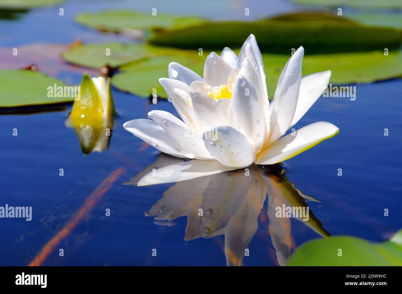 White lily in the blue water of a forest lake against a background of green foliage Stock Photo