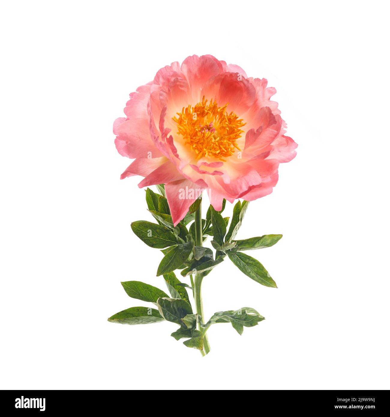 Beautiful pink peony flowers isolated on white background Stock Photo ...
