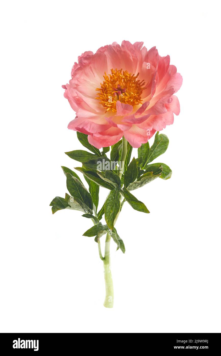 Beautiful pink peony flowers isolated on white background Stock Photo ...
