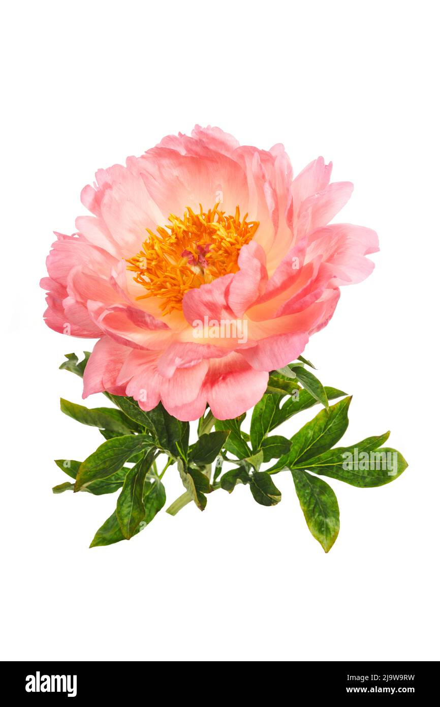 Beautiful pink peony flowers isolated on white background Stock Photo ...