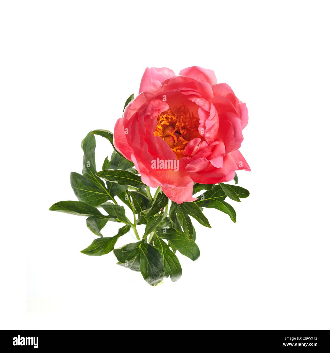 Beautiful pink peony flowers isolated on white background Stock Photo ...