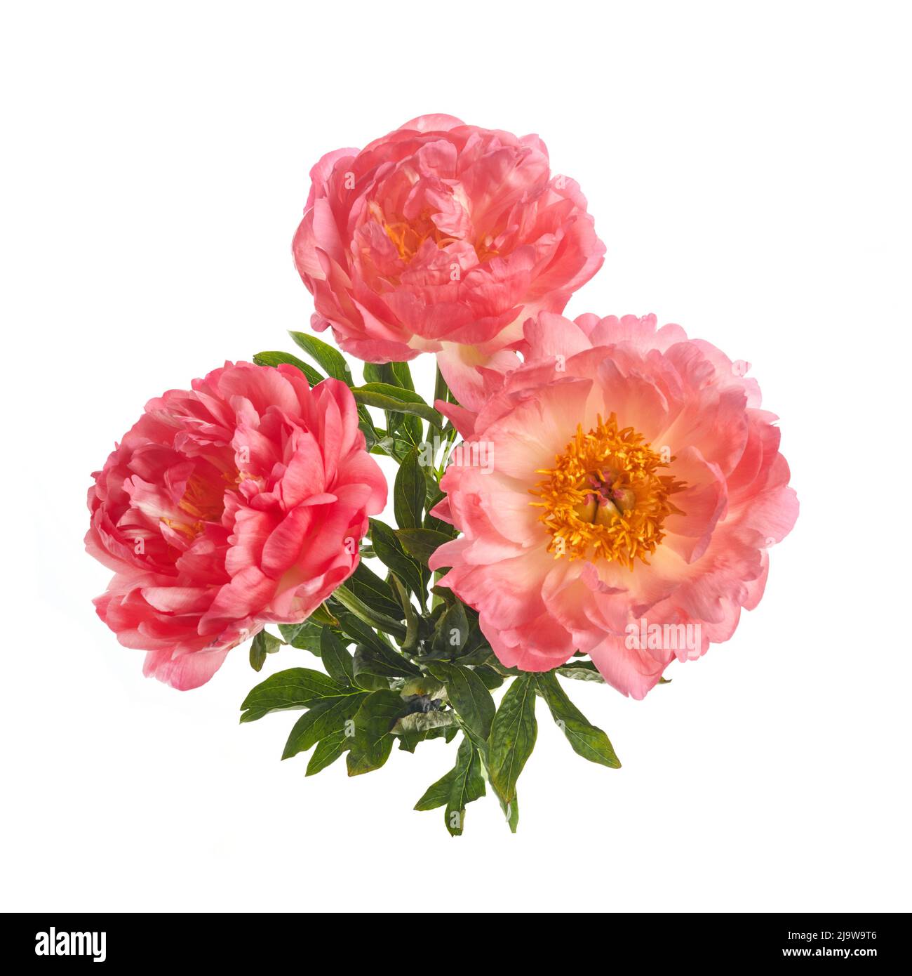 Beautiful pink peonies flowers isolated on white background Stock Photo ...