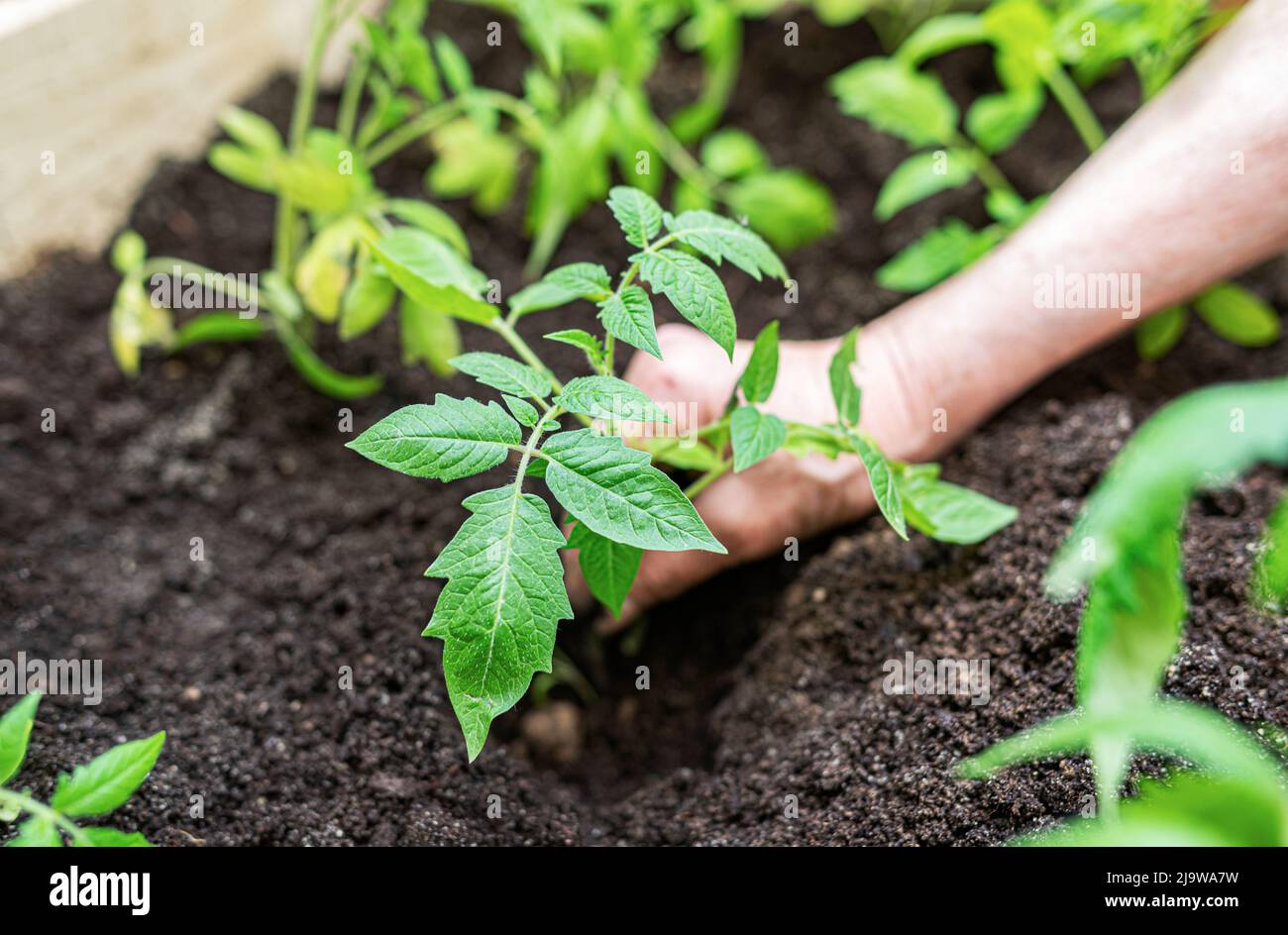 The hands of an elderly woman plants young tomatoes in the garden. Stock Photo