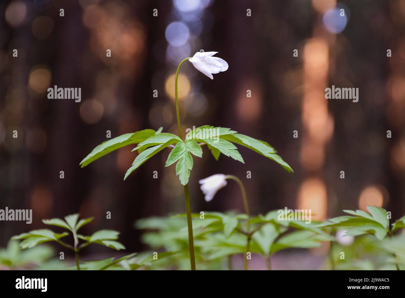 Wood Anemone (Anemonoides nemorosa) with closed head in early summer morning. Low-angle close up shot with blurred background. Stock Photo