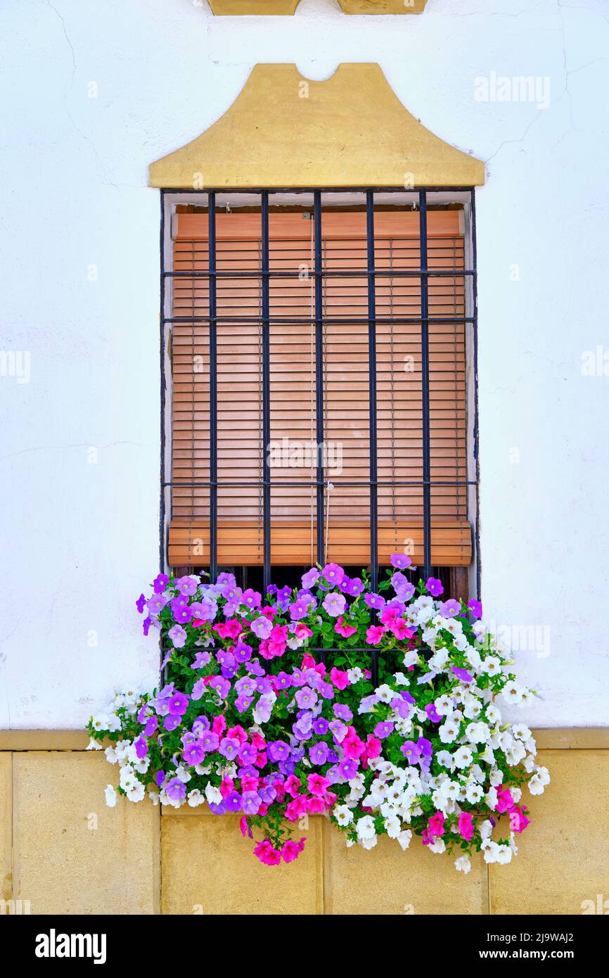 Traditional windows in the old town of Cordoba, during the Fiesta de los Patios in May. A UNESCO World Heritage Site. Andalucia, Spain Stock Photo