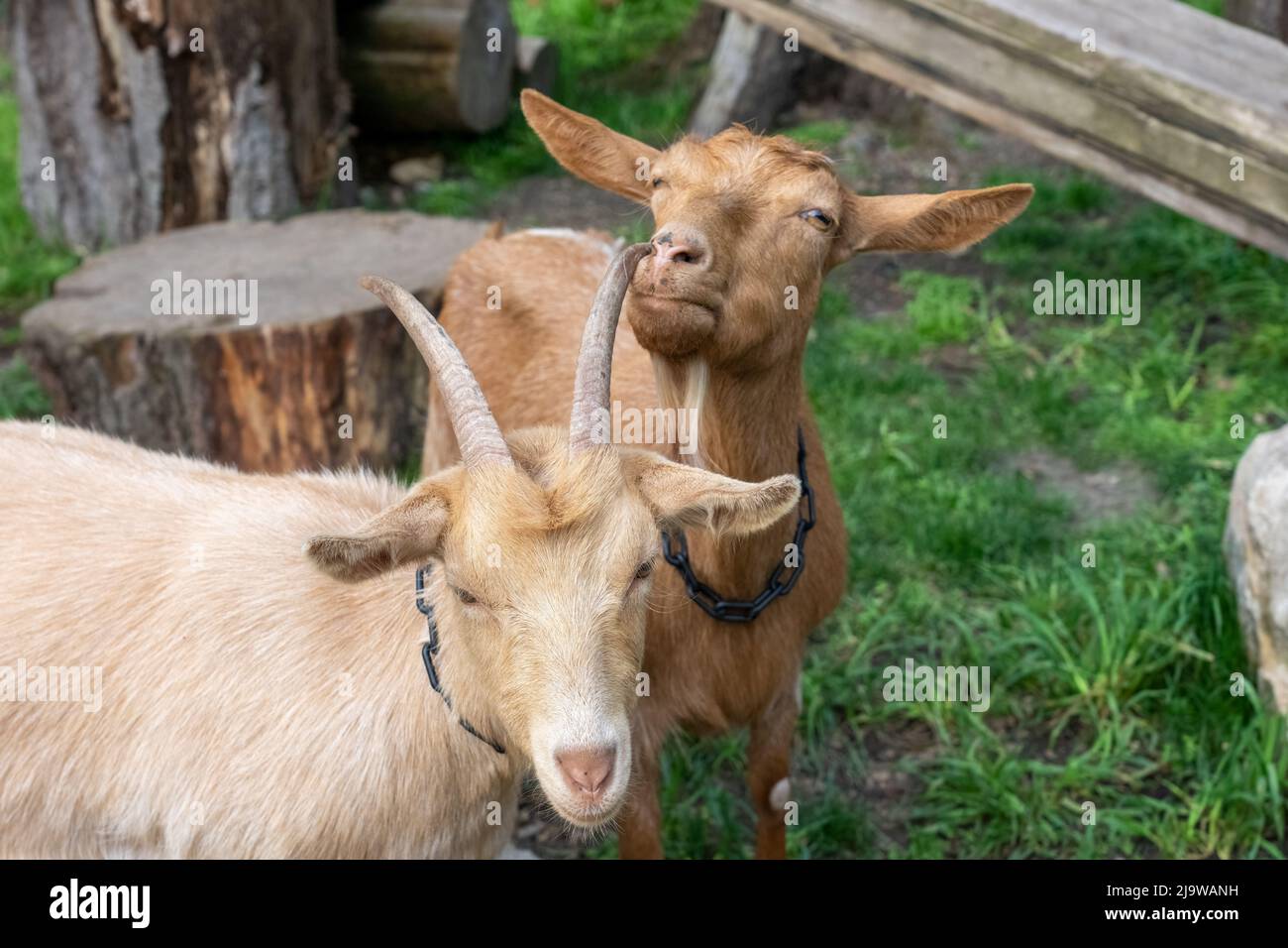 Issaquah, Washington, USA.  Male and female Guernsey Goats with the doe looking like it is scratching its nose on the male's horn! Stock Photo