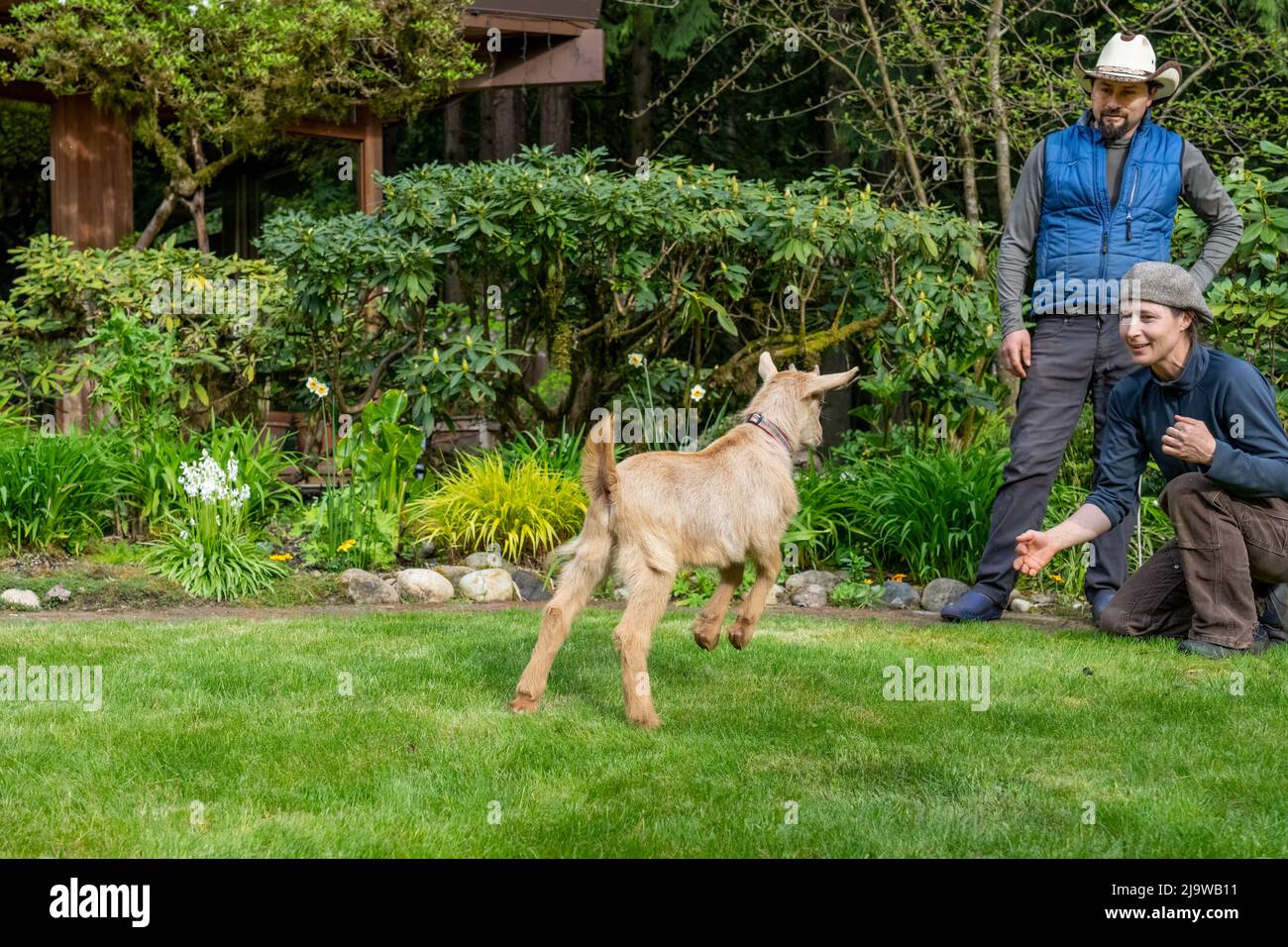 Issaquah, Washington, USA.  Three week old male Guernsey Goat kid running and jumping in a grassy yard with his owners Stock Photo