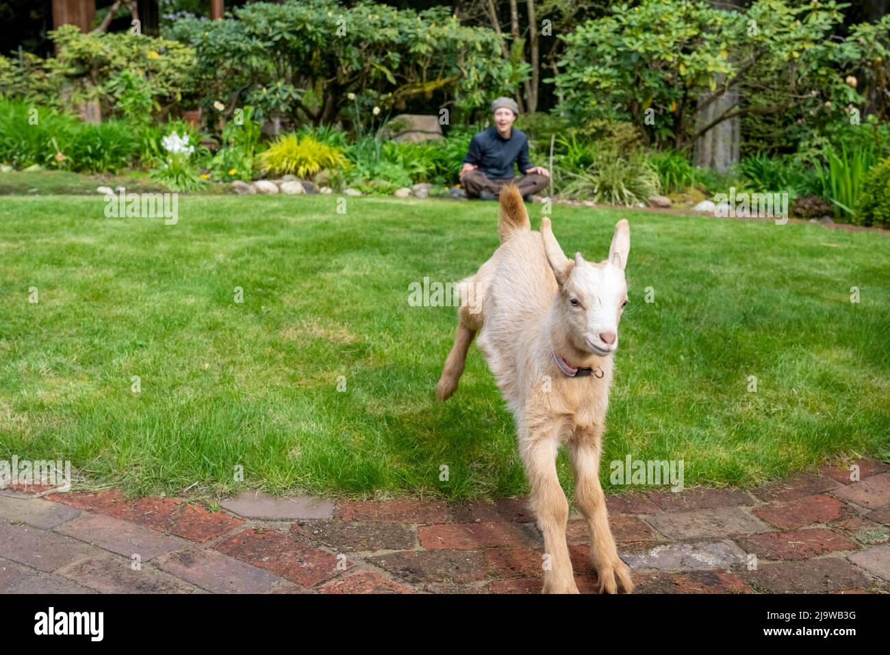 Issaquah, Washington, USA.  Three week old male Guernsey Goat kid running and jumping in a grassy yard with his owner Stock Photo
