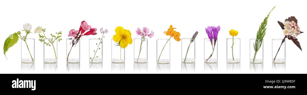 Essential oils of herbs on white background. Flowers of herbs in a glass dish arranged in a row. Bach therapy, flower phytotherapy. Stock Photo