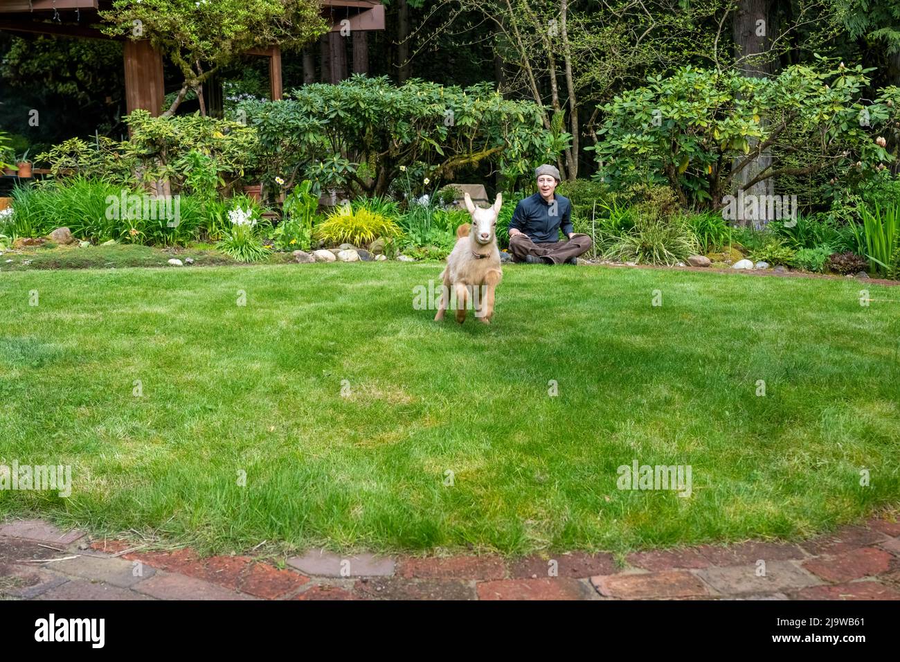 Issaquah, Washington, USA.  Three week old male Guernsey Goat kid running and jumping in a grassy yard with his owner Stock Photo
