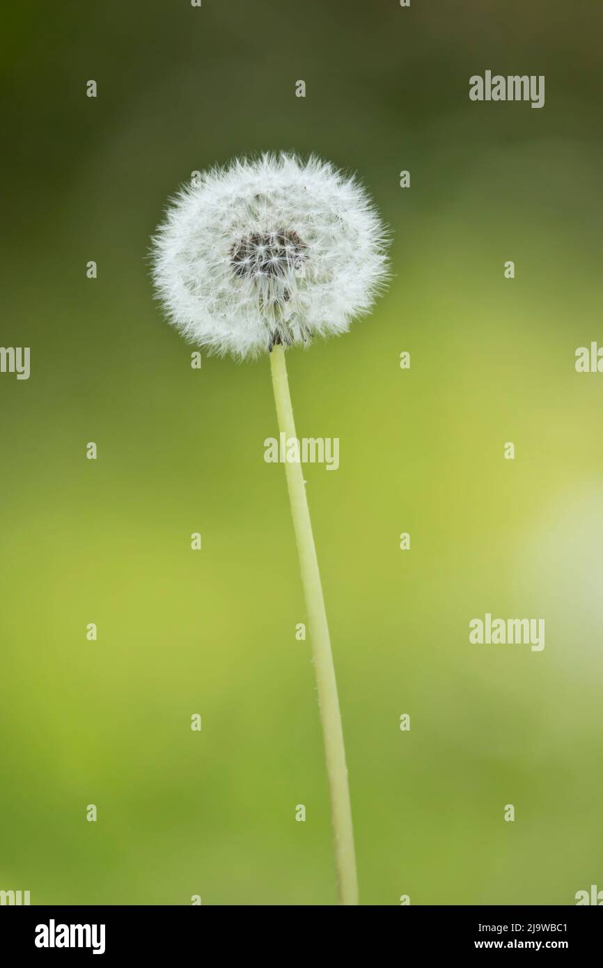 Macro dandelion photography of a white dandelion seed head isolated on a green bokeh background. Stock Photo