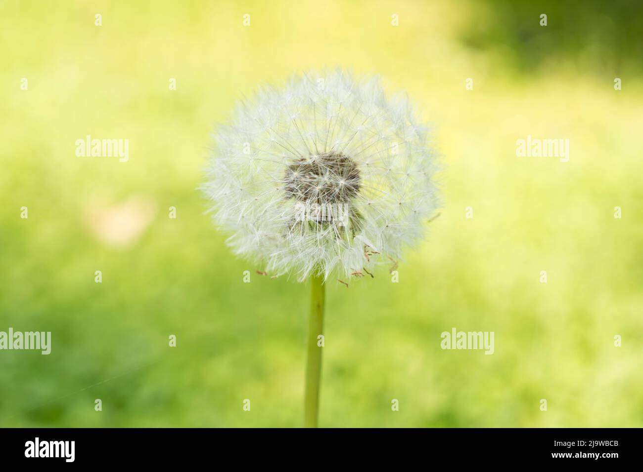 Macro dandelion photography of a white dandelion seed head isolated on a green bokeh background. Stock Photo
