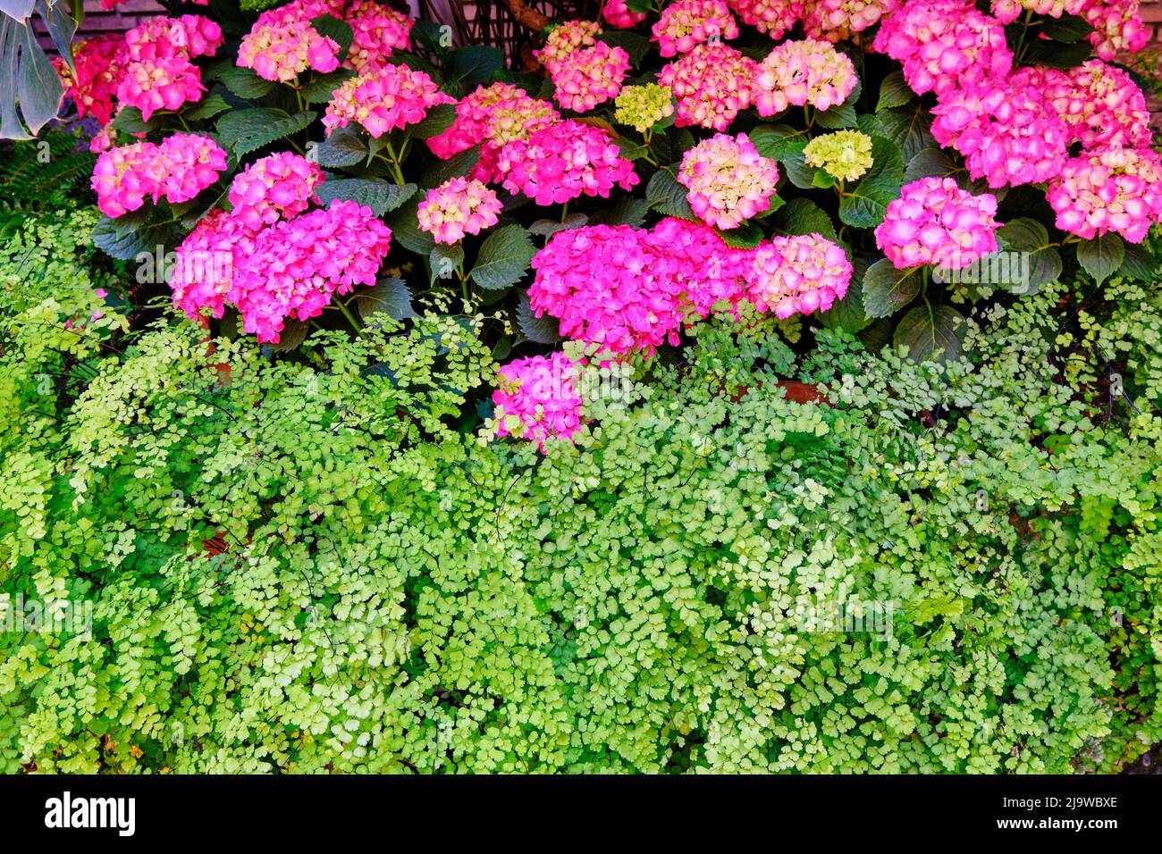 Detail of a traditional Patio of Cordoba, a courtyard full of flowers and freshness. A UNESCO Intangible Cultural Heritage of Humanity. Andalucia, Spa Stock Photo