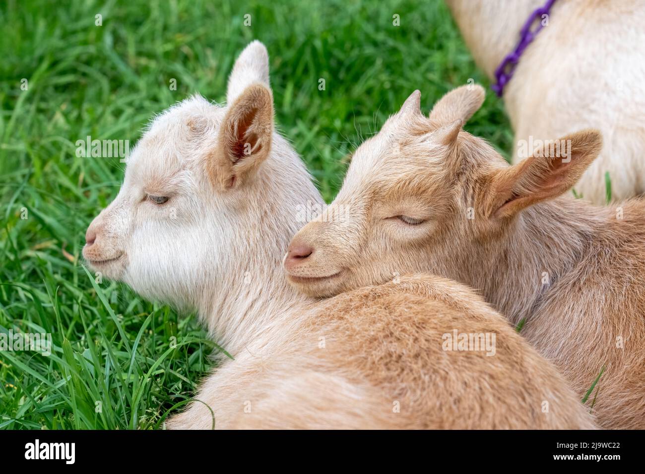 Issaquah, Washington, USA.  Three week old Guernsey Goat kids resting in a paddock, with one affectionately resting its head on another Stock Photo