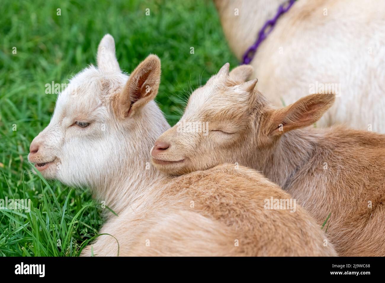 Issaquah, Washington, USA.  Three week old Guernsey Goat kids resting in a paddock, with one affectionately resting its head on another Stock Photo