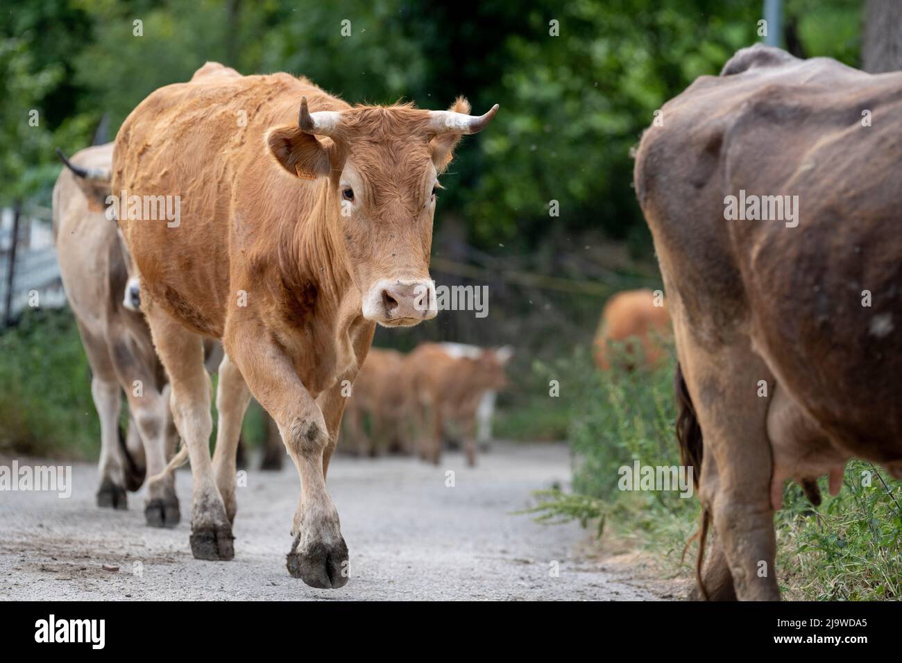 Dairy cows walk up a track in the foothills below Spanish mountain peaks, at the hamlet of Lon near Potes, a popular tourist gateway for those entering the Spanish Picos de Europa National Park region, on 17th May 2022, Lon, Asturias, Spain. Stock Photo