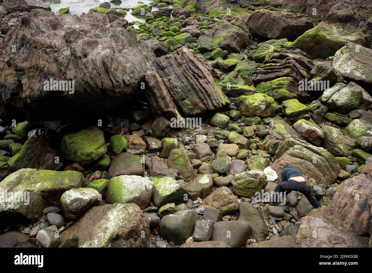 A man hunts for crabs in rockpool strata of Jurassic rock on the Asturias Dinosaur coast, on 14th May 2022, in Ribadesella, Asturias, Spain. Stock Photo