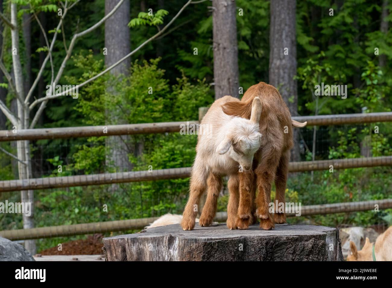 Goat kid frolicking hi-res stock photography and images - Alamy