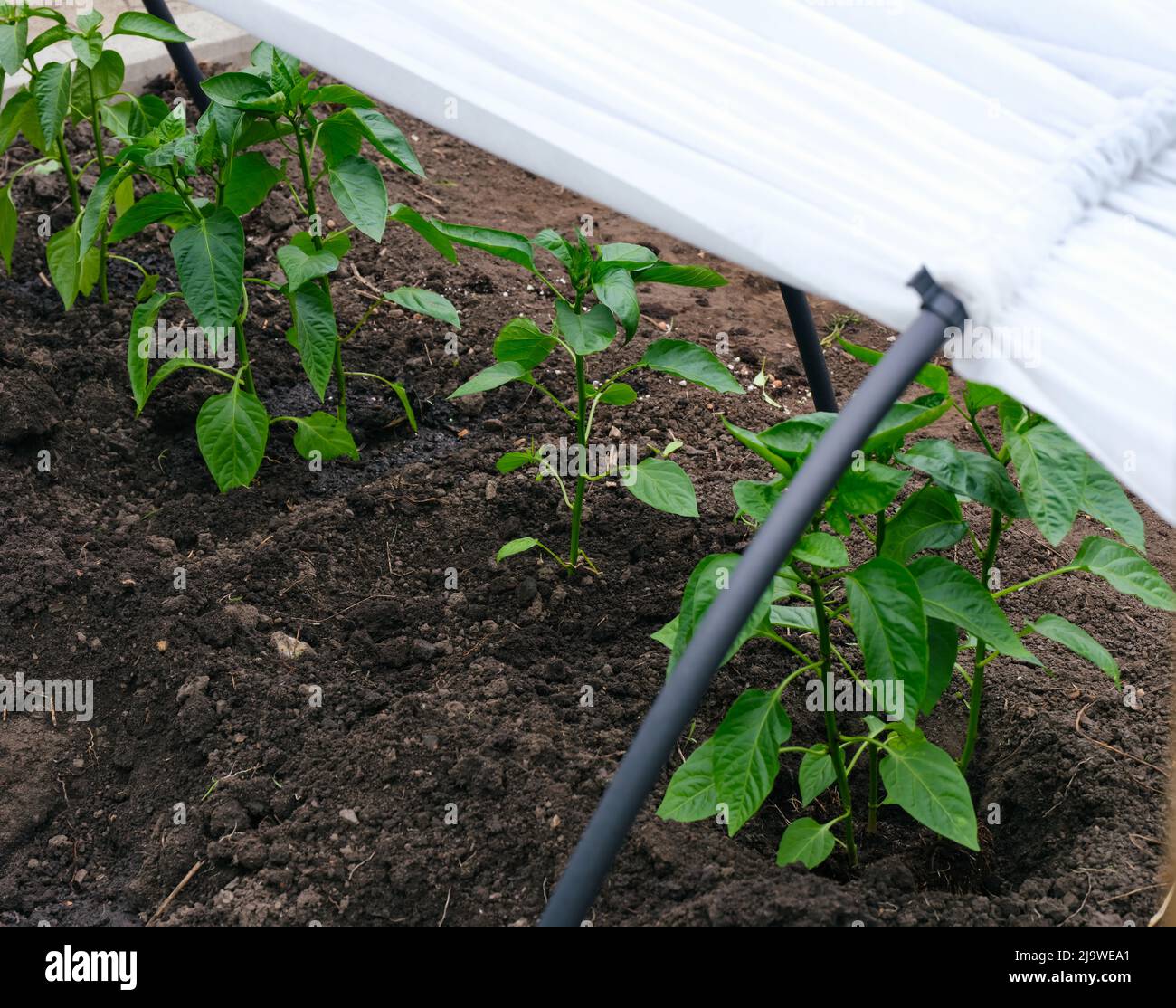 Some pepper plants growing in a greenhouse Stock Photo Alamy