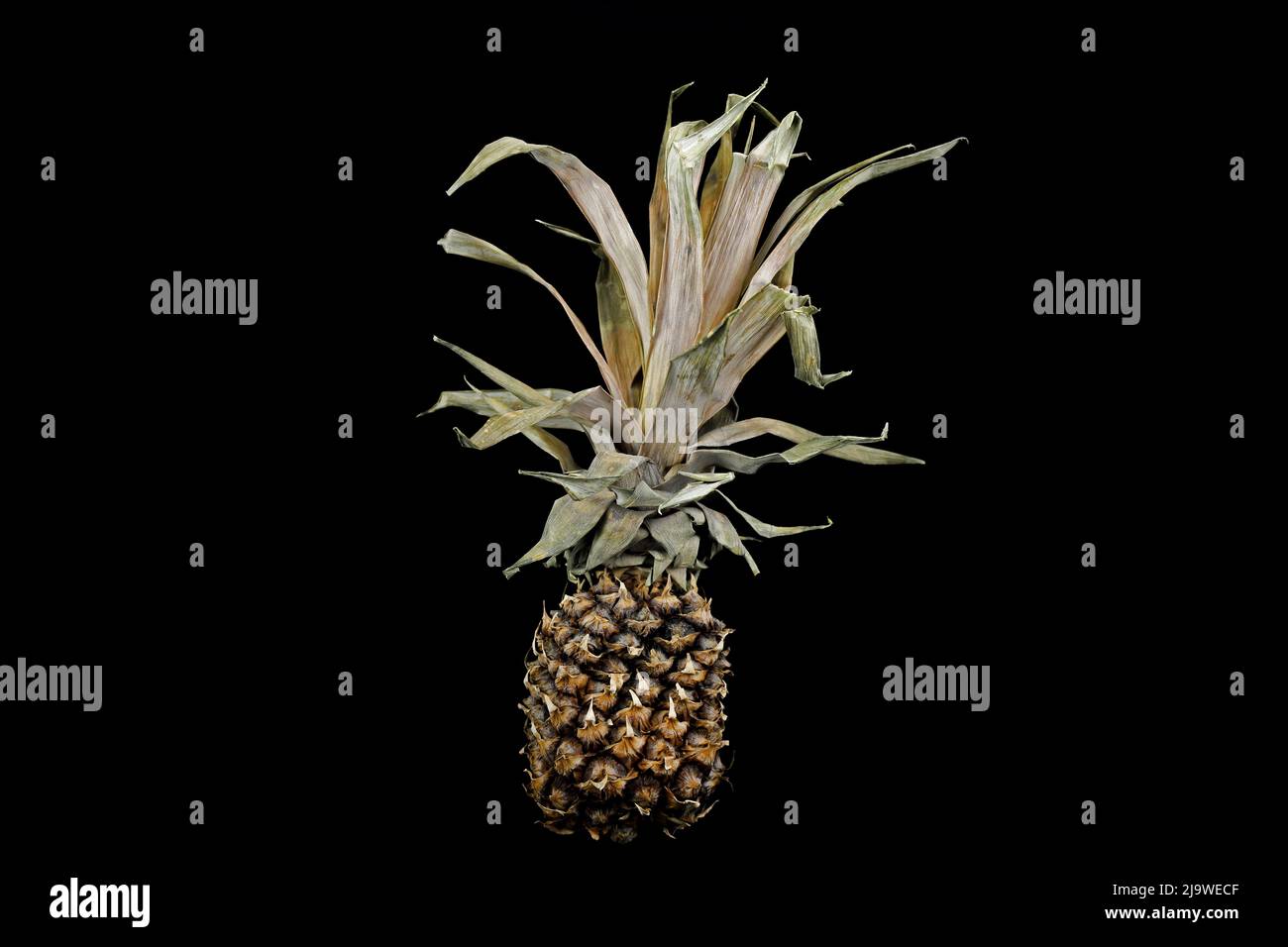 Old dry flabby pineapple on a black background Stock Photo