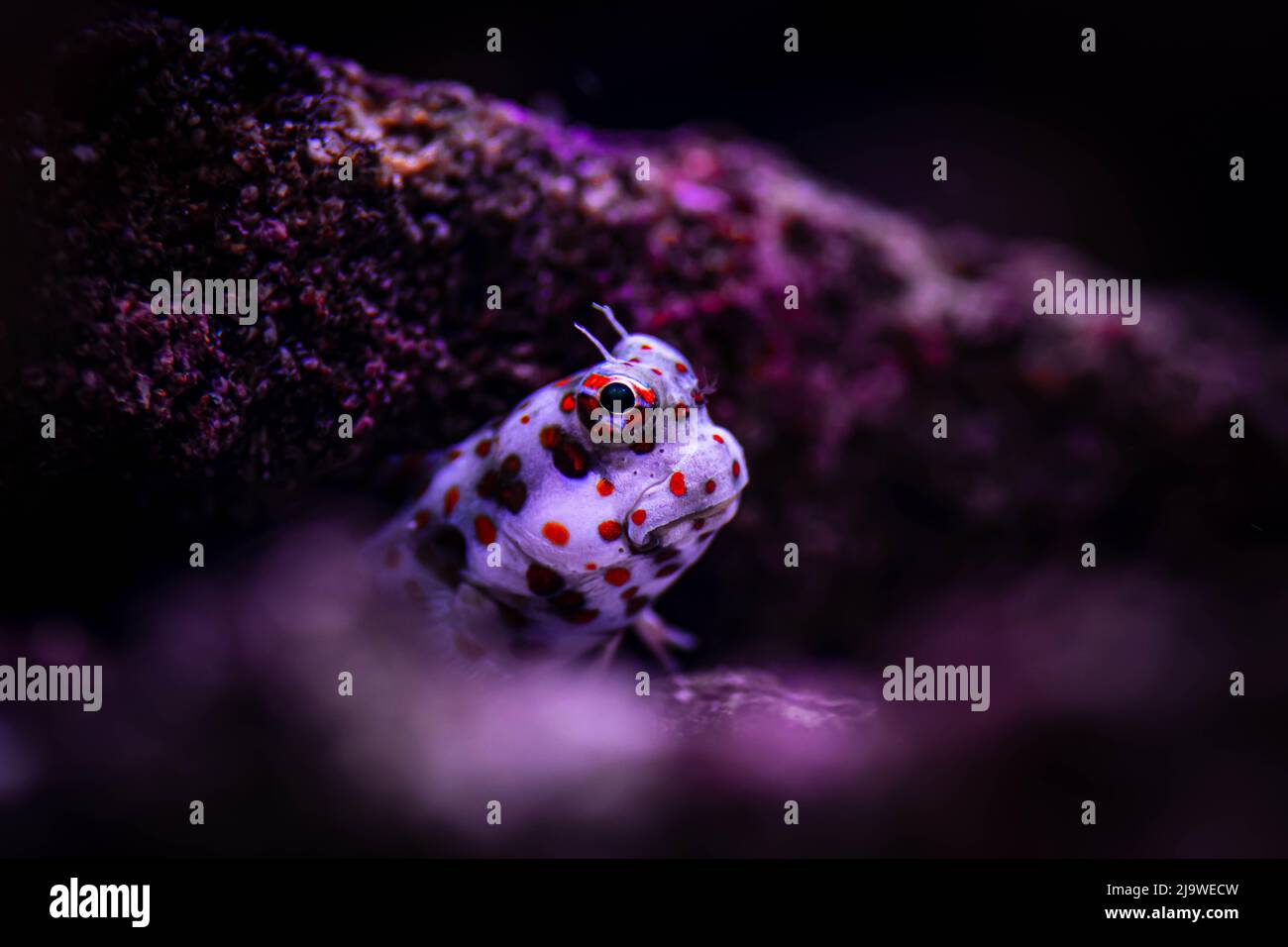 benny the blenny Stock Photo - Alamy