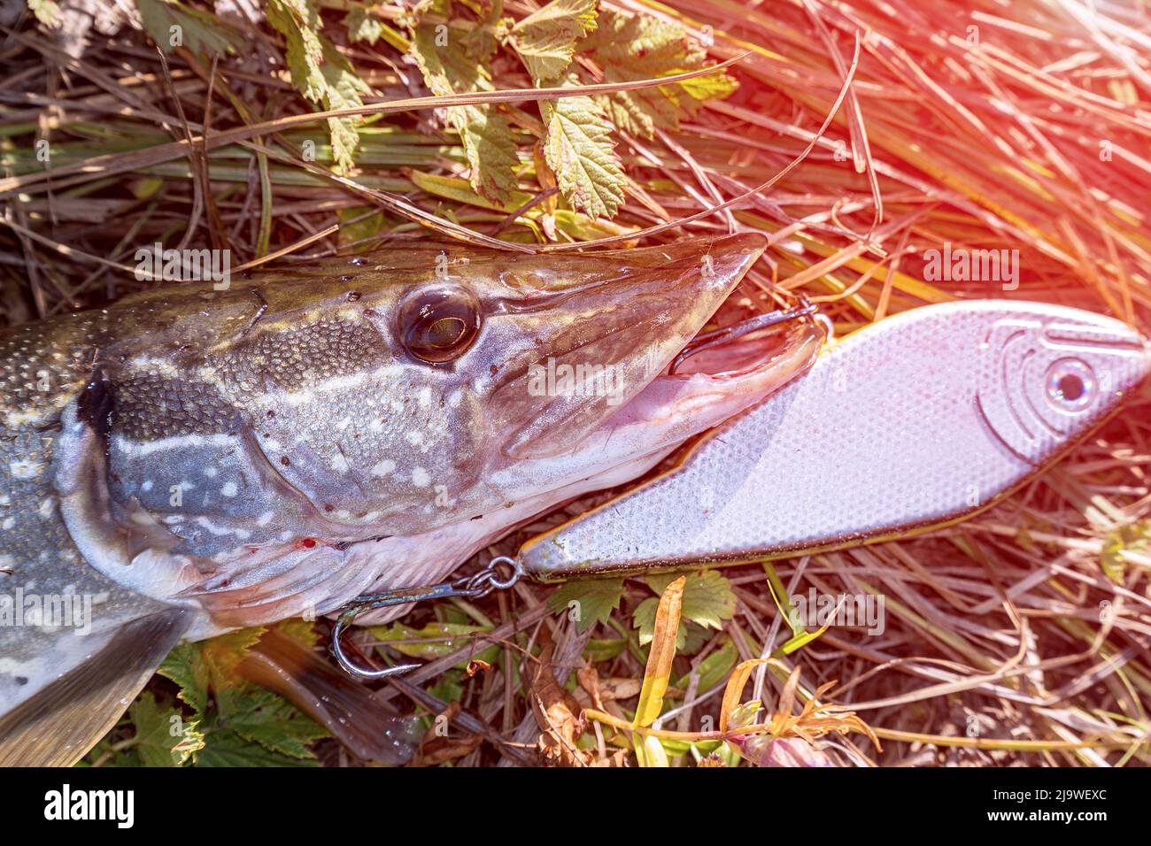 Pike on grass with bait in mouth of sunlight. Jerkbait Stock Photo