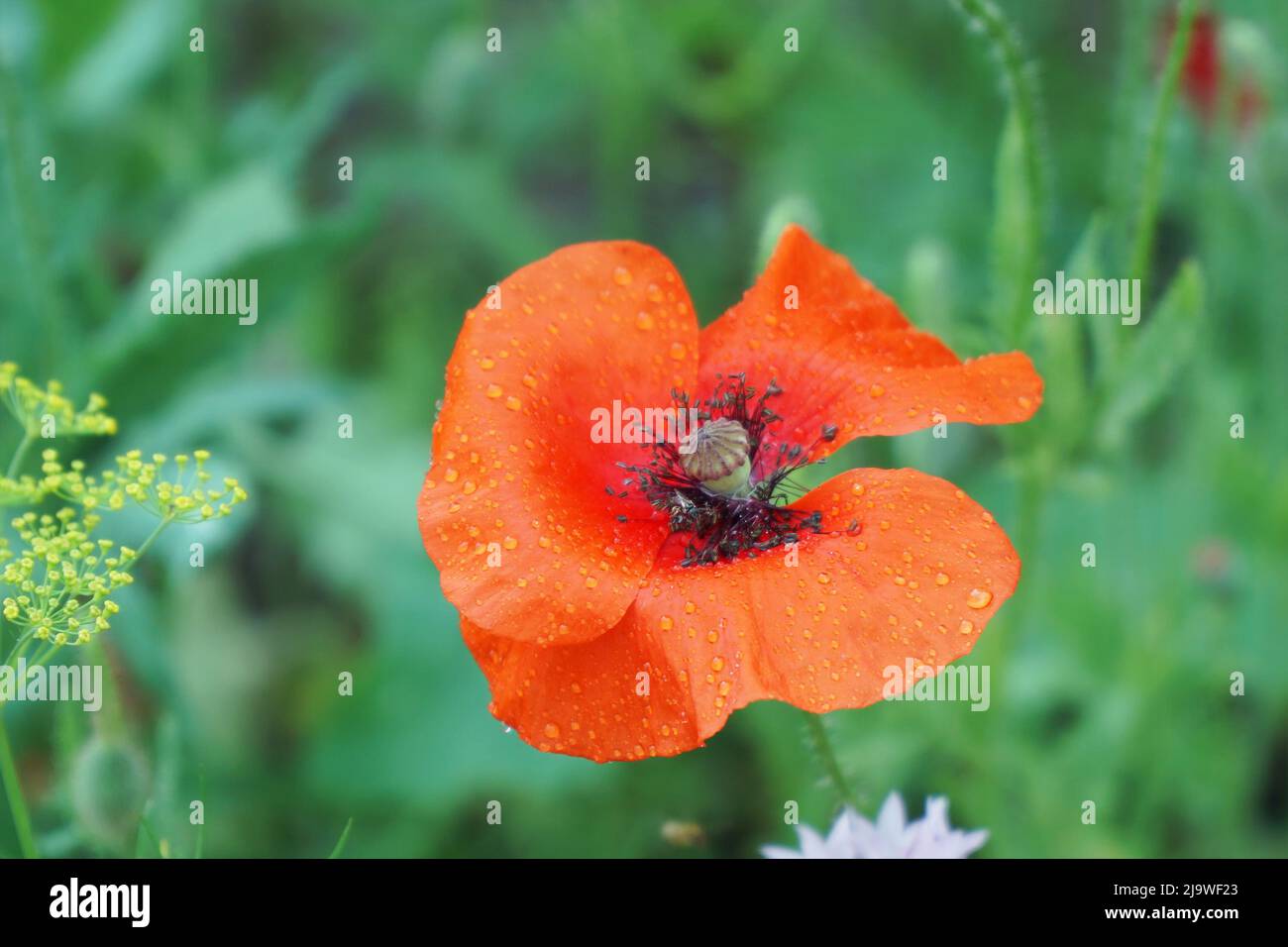 Bed flowers opium poppy hi-res stock photography and images - Alamy