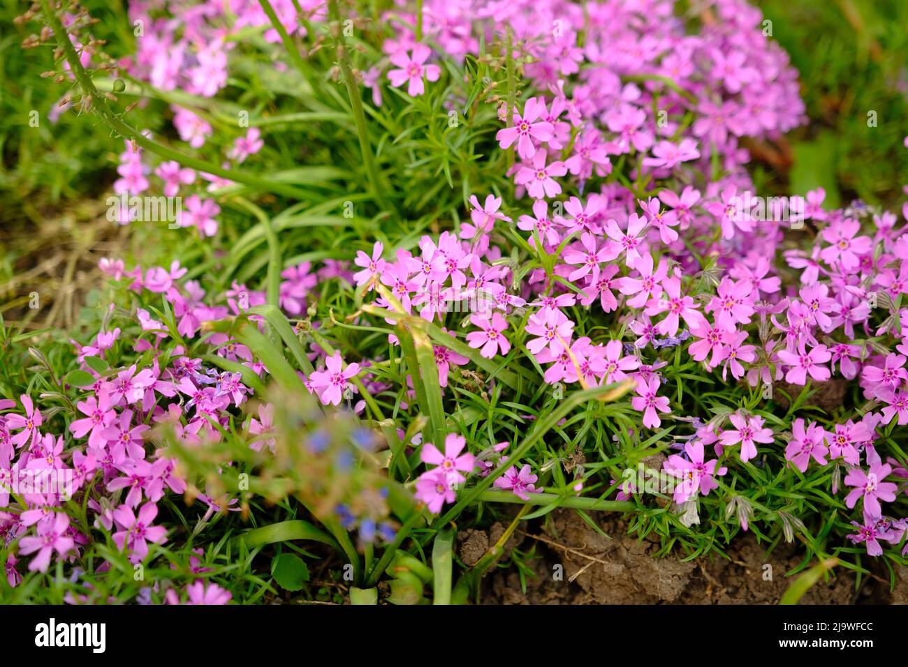 Nice pink Saponaria ocymoides under a warm spring sun. Pink little flowers. Stock Photo