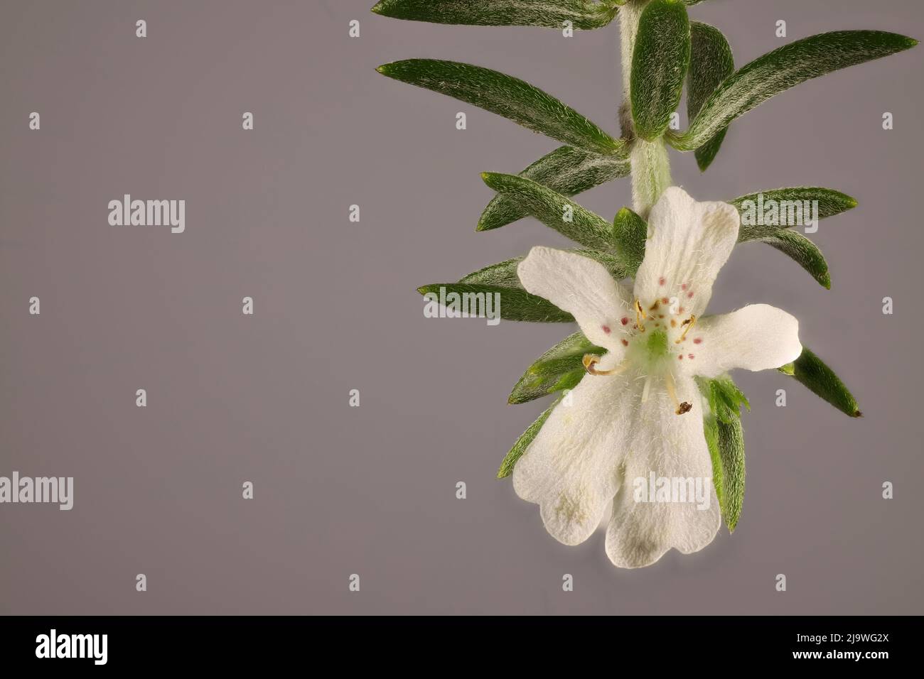 Background with flower detail of Coastal Rosemary (Westringia fruticosa) 'Seafoam White' Stock Photo