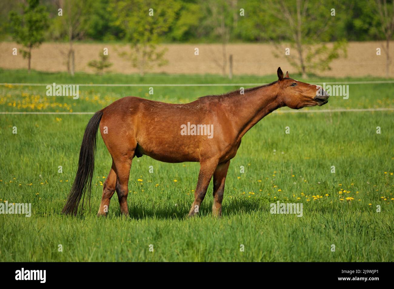 Horse Choke: a Brown Stallion with esophageal obstruction or strictures or choking on hay juts head Stock Photo