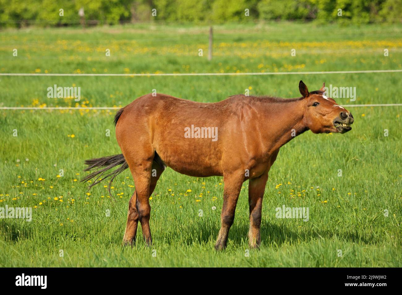 Horse Choke: a Brown Stallion with esophageal obstruction or strictures or choking on hay juts head Stock Photo