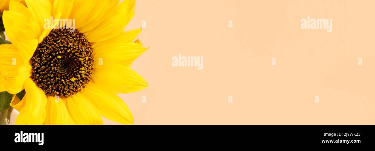 Beautiful yellow sunflower, banner with copy space. Wide panoramic