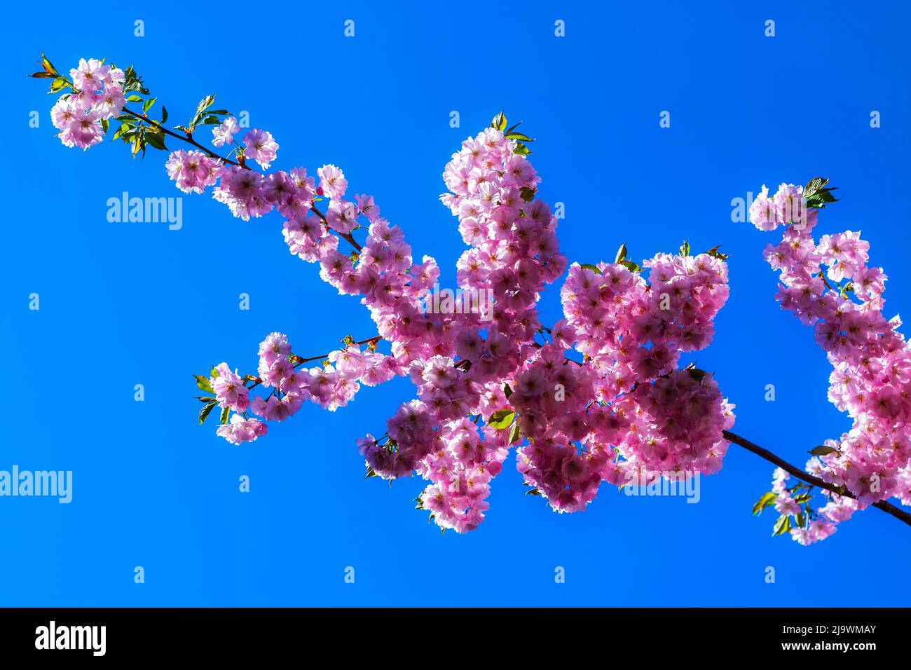 Pink flowers of Japanese sakura against the blue sky on a bright spring sunny day. Stock Photo