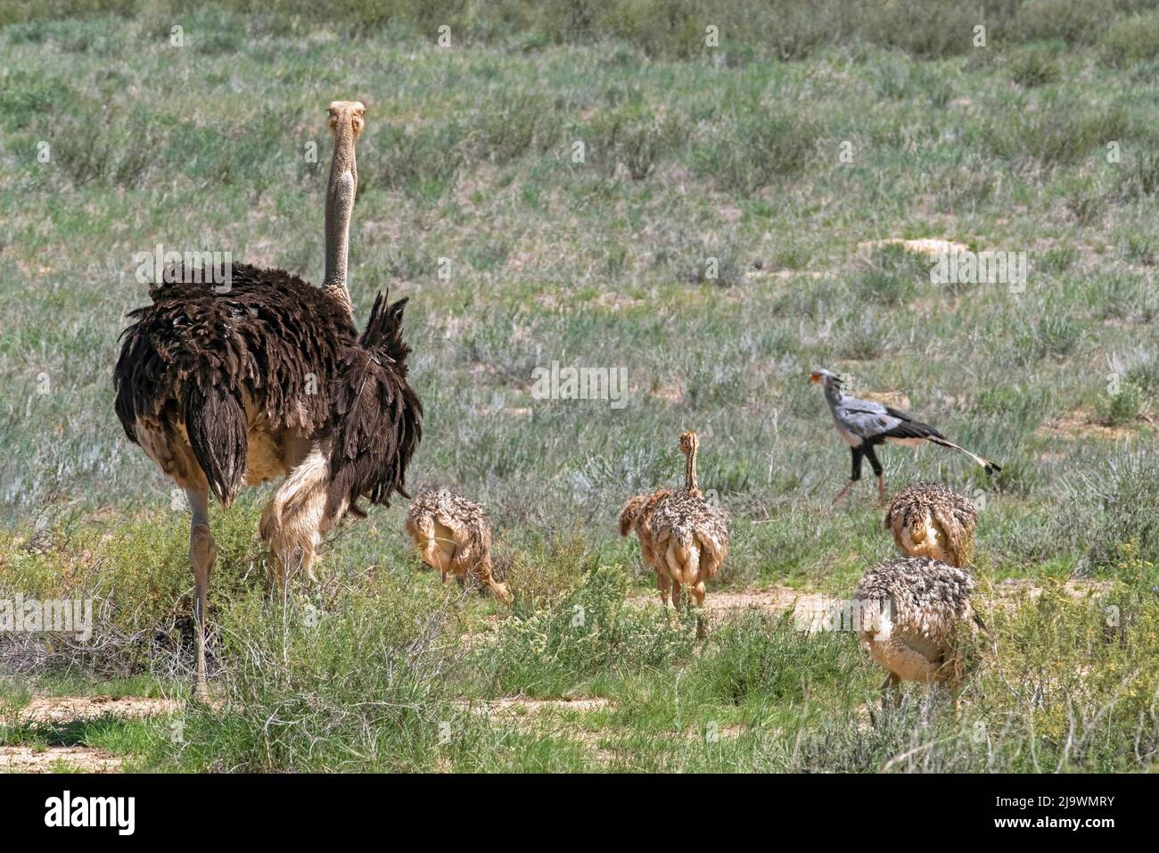 Common ostrich (Struthio camelus) female with juveniles in the Kalahari Desert, Kgalagadi Transfrontier Park, Northern Cape province, South Africa Stock Photo