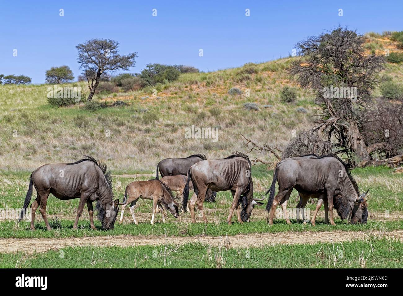 Blue wildebeest (Connochaetes taurinus) herd with calves grazing in the Kalahari Desert, Kgalagadi Transfrontier Park, Northern Cape, South Africa Stock Photo