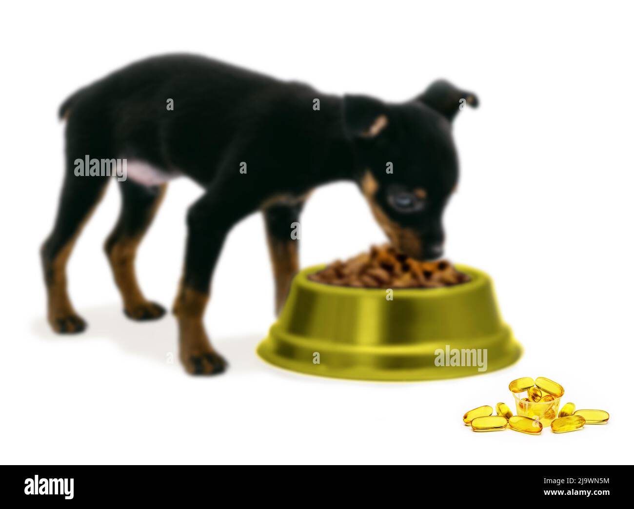 puppy eating kibble with omega three, white background, copy space