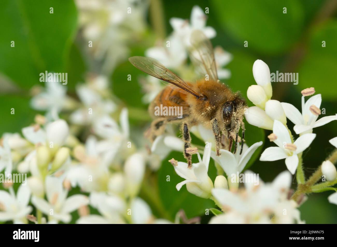 Italy, Lombardy, Bee Gathering Pollen on Chinese Privet Flowers, Ligustrum Sinense Stock Photo